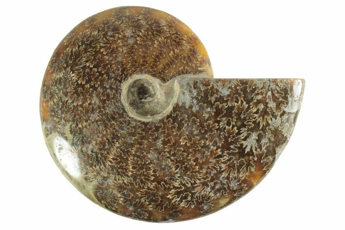 Polished Ammonite (Cleoniceras) Fossil - Madagascar #214804